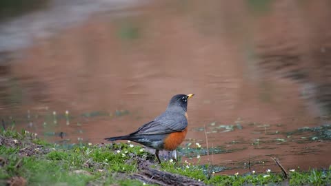 The American robin