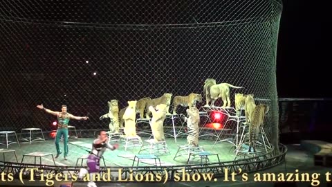 Ringling Brother's Big Cats (Tigers and Lions) show