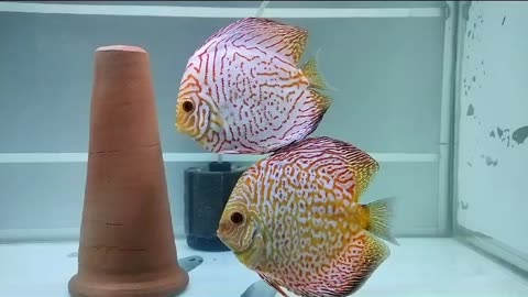 Checkerboard Discus fish