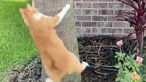 Funniest Cats and Dogs 😺🐶 Funny Animals 2024 😂 Funny Video