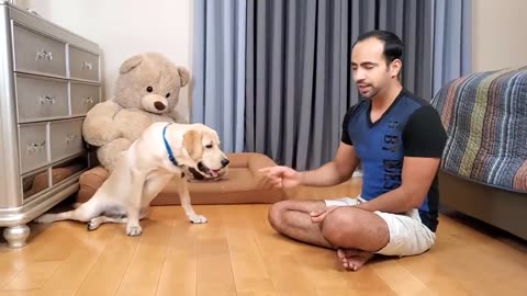 Dog training