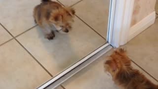 Puppy Discovers His Reflection In The Cutest Way