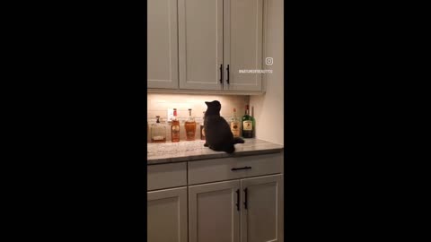 Cat literally knows how to play hide-and-seek