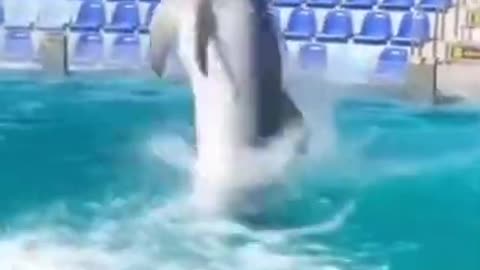 Dolphin playing Volleyball?!?!?! WTFunny!?!