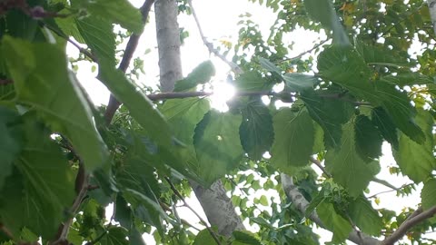 Leaves of trees with sunlight and the melodious sounds of birds