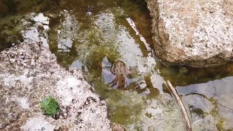 Frog Pond Lake Water Stream River Ocean Animal