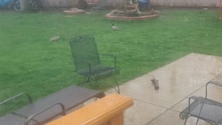 A couple flew in the backyard