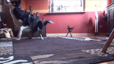 Border Collie " twist" very fast :-D