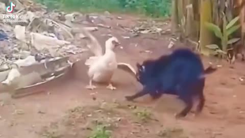 Duck disciplining a great.😂