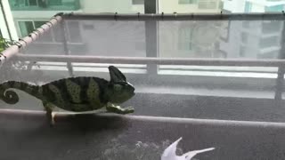 Veiled chameleons squaring off