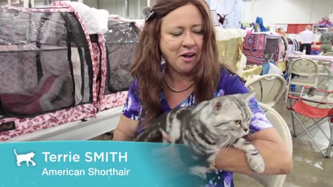 Cat Breed Spotlight American Shorthair