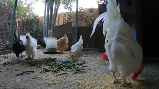 Backyard Chickens Morning Chicken Coop Activity Sounds Noises Hens Clucking Roosters Crowing!