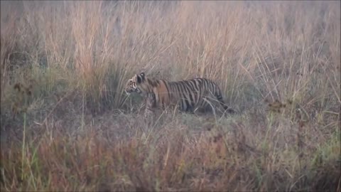 Tiger in the Grass