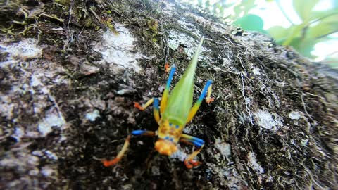 Beautiful rainbow colored insect tries to climb onto camera