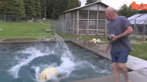 The Only Man In The World Who Can Swim With A Polar Bear_ Grizzly Man