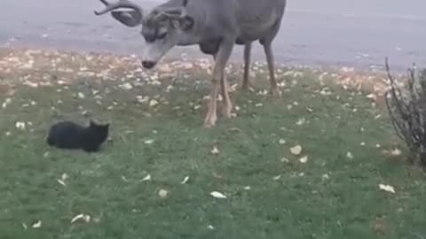 Cat 😺 Vs deer 🦌