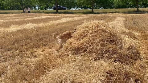 Hiding From My Dog in a HUGE Sunflower Field