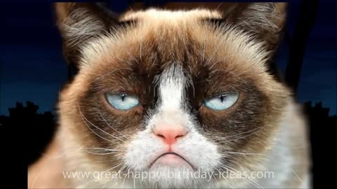 Grumpy cat happy birthday song