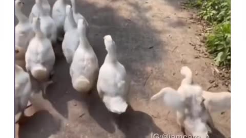 Funny Ducks