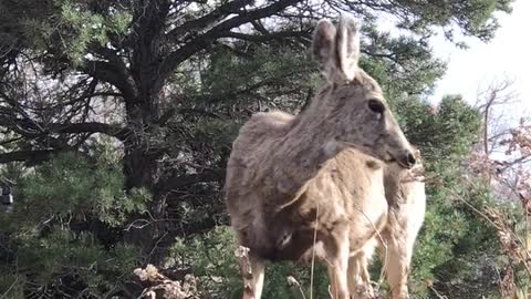 healthy fawn