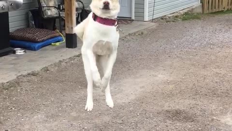 Dog Literally Jumps For Joy When Owner Comes Home