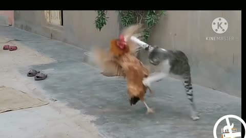 Vairal cat fight. #vairal.cat fight #cat#dog Vairal cat fight. #