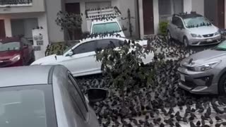 Got Birds?