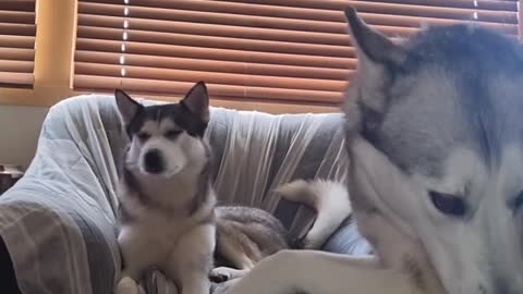 singing huskys