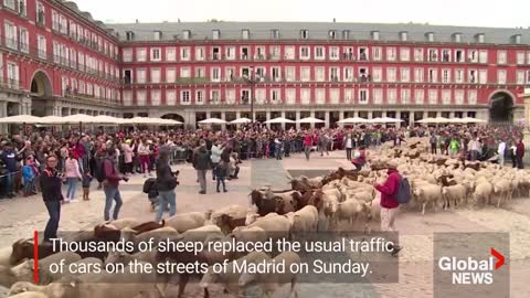 Sheep take over Madrid's streets as they head for winter pastures