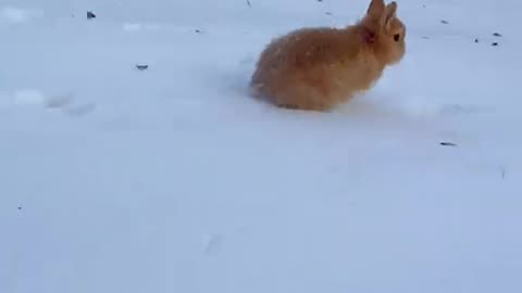 Cute rabbit