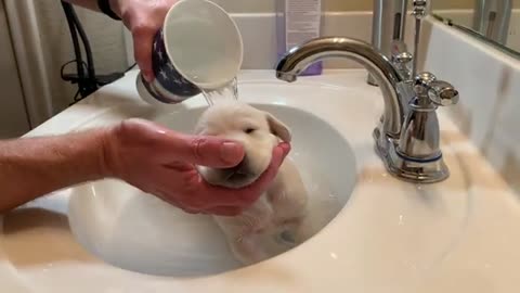 Charlie the Lab puppy has his first bath!