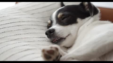 Cute dog sleeping video | Click here if you are a dog lover | #doglover #animal #cute dog