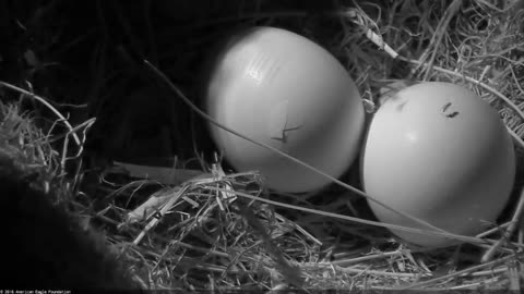 Bald Eagles Romeo & Juliet Welcome Peace to the Nest- Watch the Eaglet Hatch!