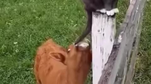 TOP 10,Best Funny Animal Videos Of The 2023 Try not to laugh