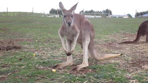 Sundance our red kangaroo