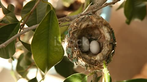 Two Hummingbird Eggs in a Tree Nest Top View