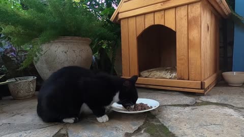 Mother cat and her kittens have settled in the cat house in my garden