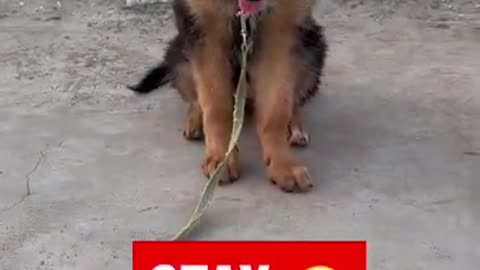 GERMAN SHEPHERD PUPPY DOG LEARN SIT AND STAY TRAINING HOW TO TRAIN DOG 🐕