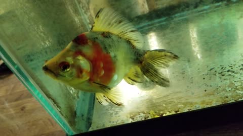 Large Calico fantail gold fish