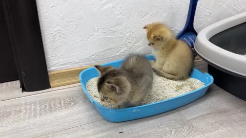 Mother cat asks her baby kittens to use the litter box, but something goes wrong So cute