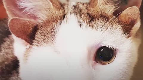 Cat With 4 Ears Loves Helping Foster Kittens - FRANKENKITTEN | The Dodo