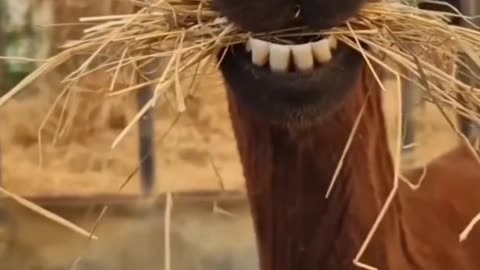 Animals funny videos 🤣🤣🤣🤣