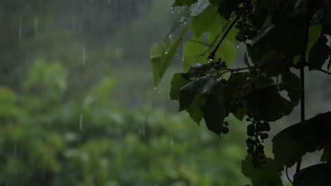 Soothing Rain Delight: Calming Rain Sounds for Stress Relief - heavey rain sounds for sleep