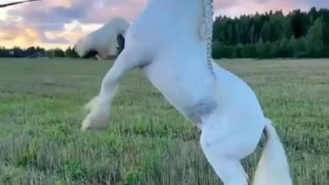 Beautiful Flaying Horse #shorts #viral #shortsvideo #video