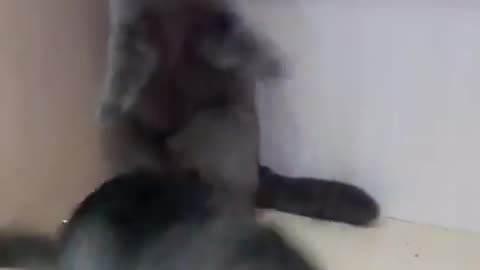 Chinchilla fighting with cat