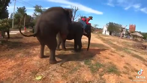 Elephant's extreme discomfort from riding🤣