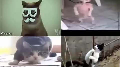 TOP Funny Cat and Dog Dancing and Singing in the World