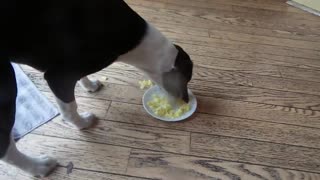 TUBBY LOVES HER FIRST SERVING OF EGGS