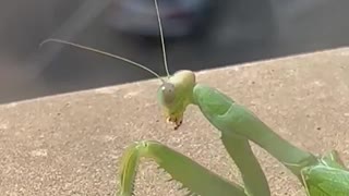 Mantis Scares Humans