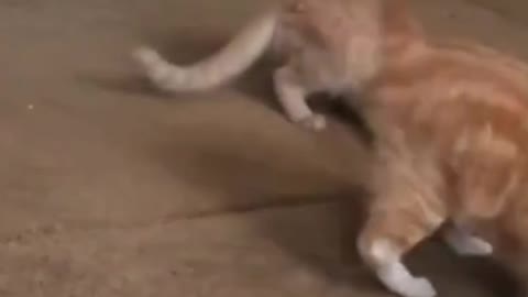 Cat Vs Laser Pointer